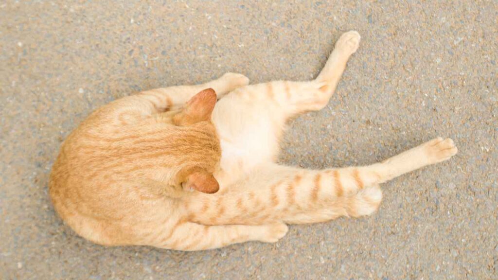 Mi gato sufre de contracciones involuntarias en el abdomen - MichiGatitos